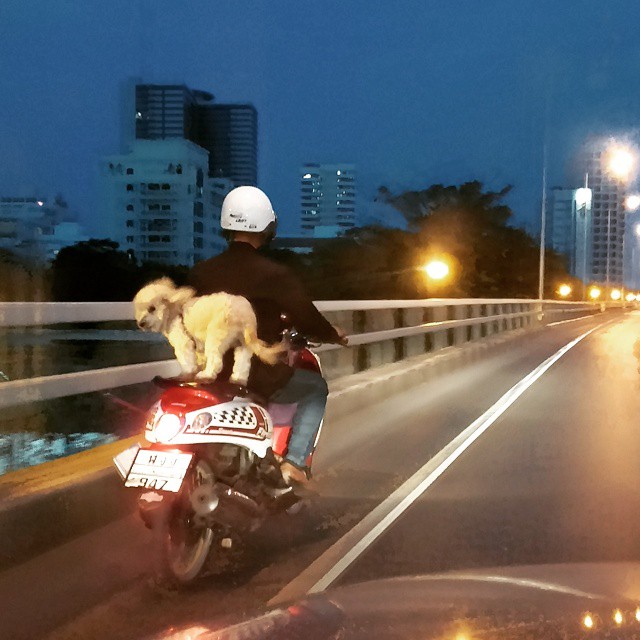 Dog on Back Seat