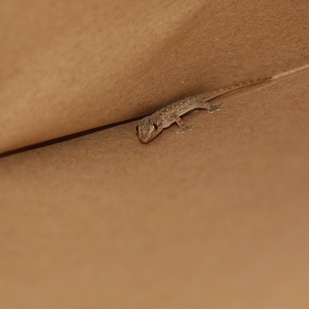 Gecko