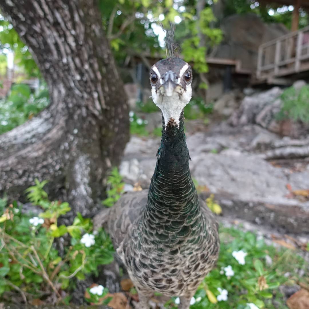 Peafowl