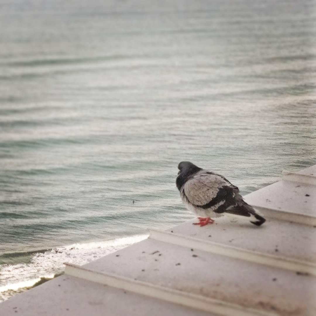 Pigeon by Sea