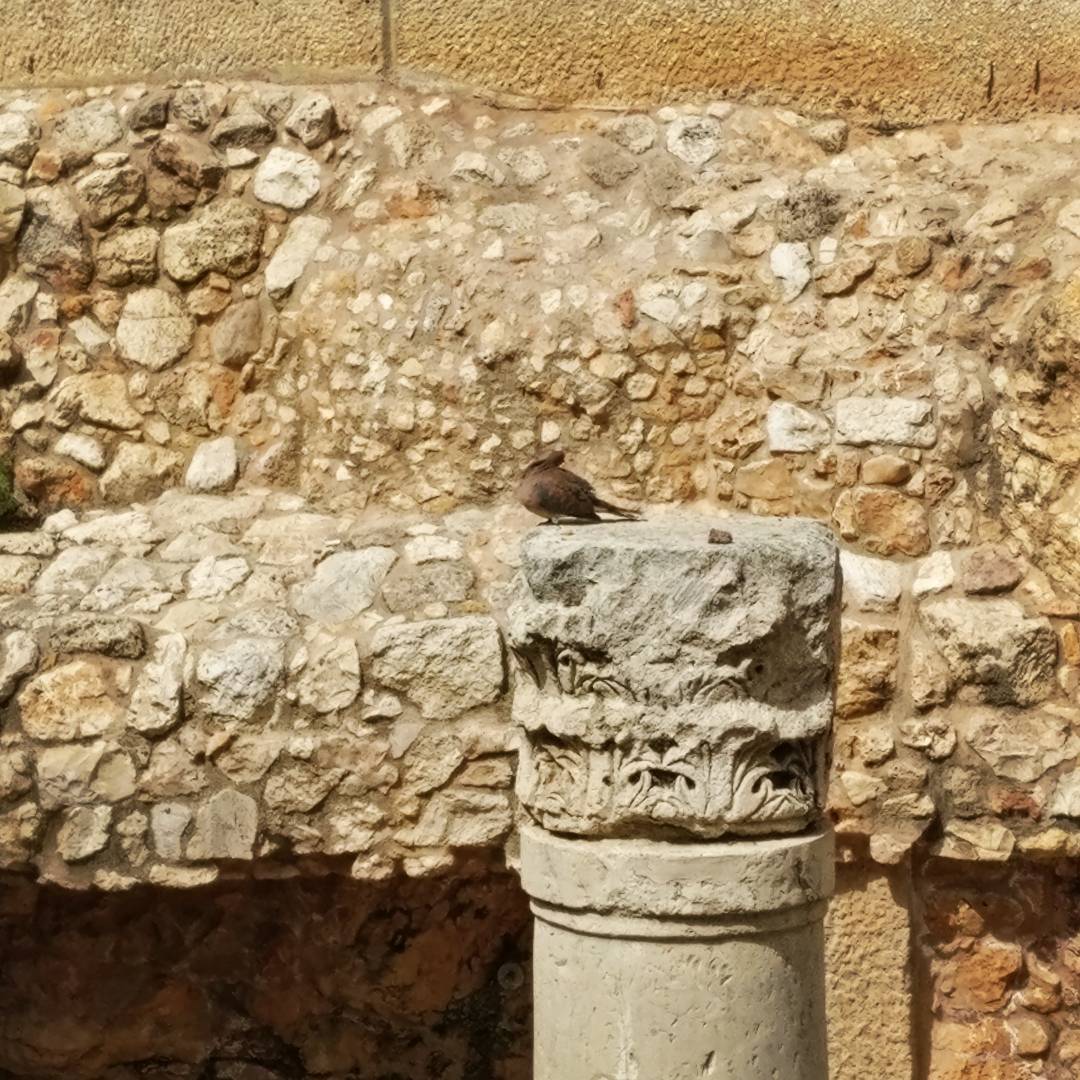 Pigeon on Pillar