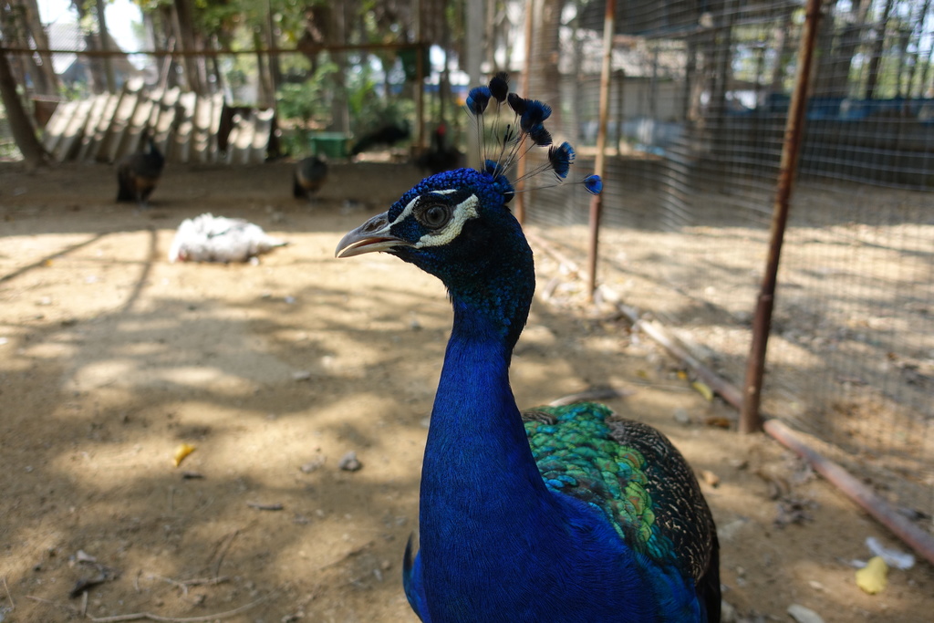 Peacock